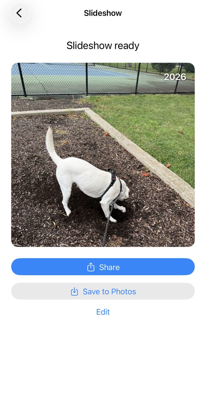 Memory Tide slideshow ready to share, with a 2026 year badge on a photo of a dog